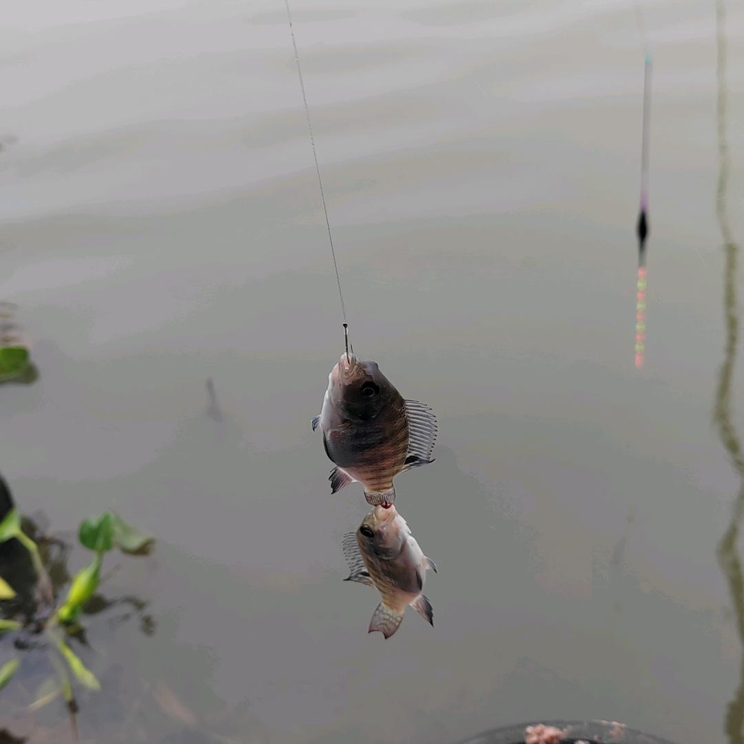 非洲鲫鱼🎣