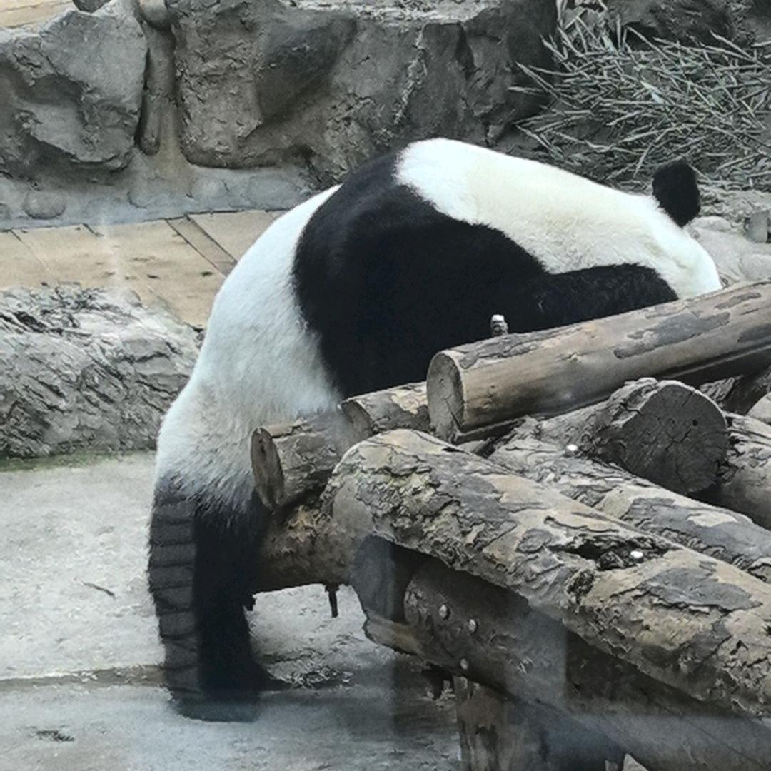 花鼓