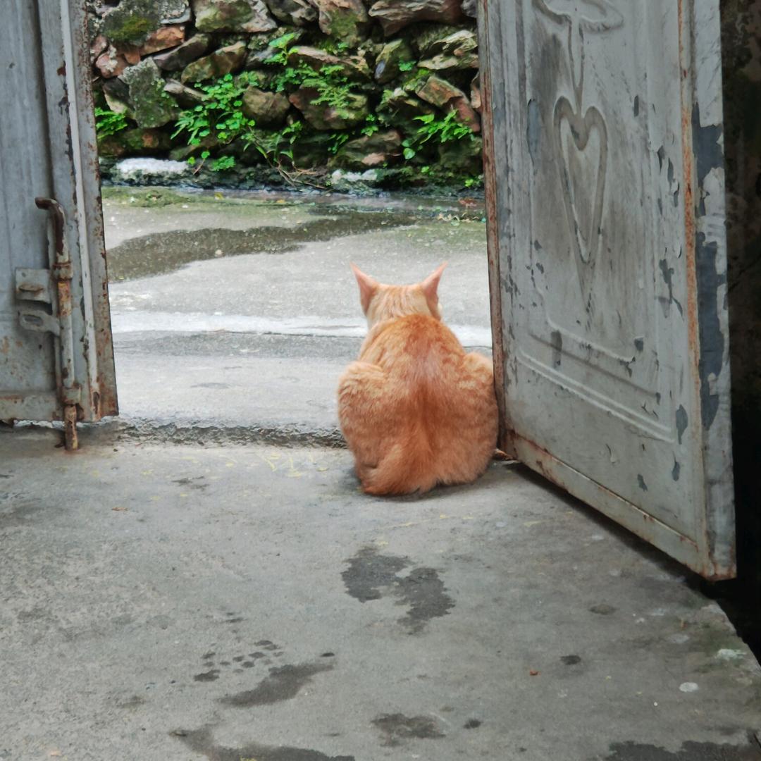 我是猫
