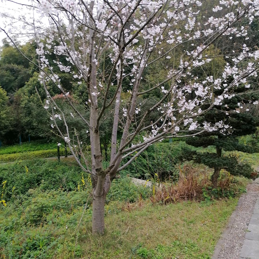 一生相伴