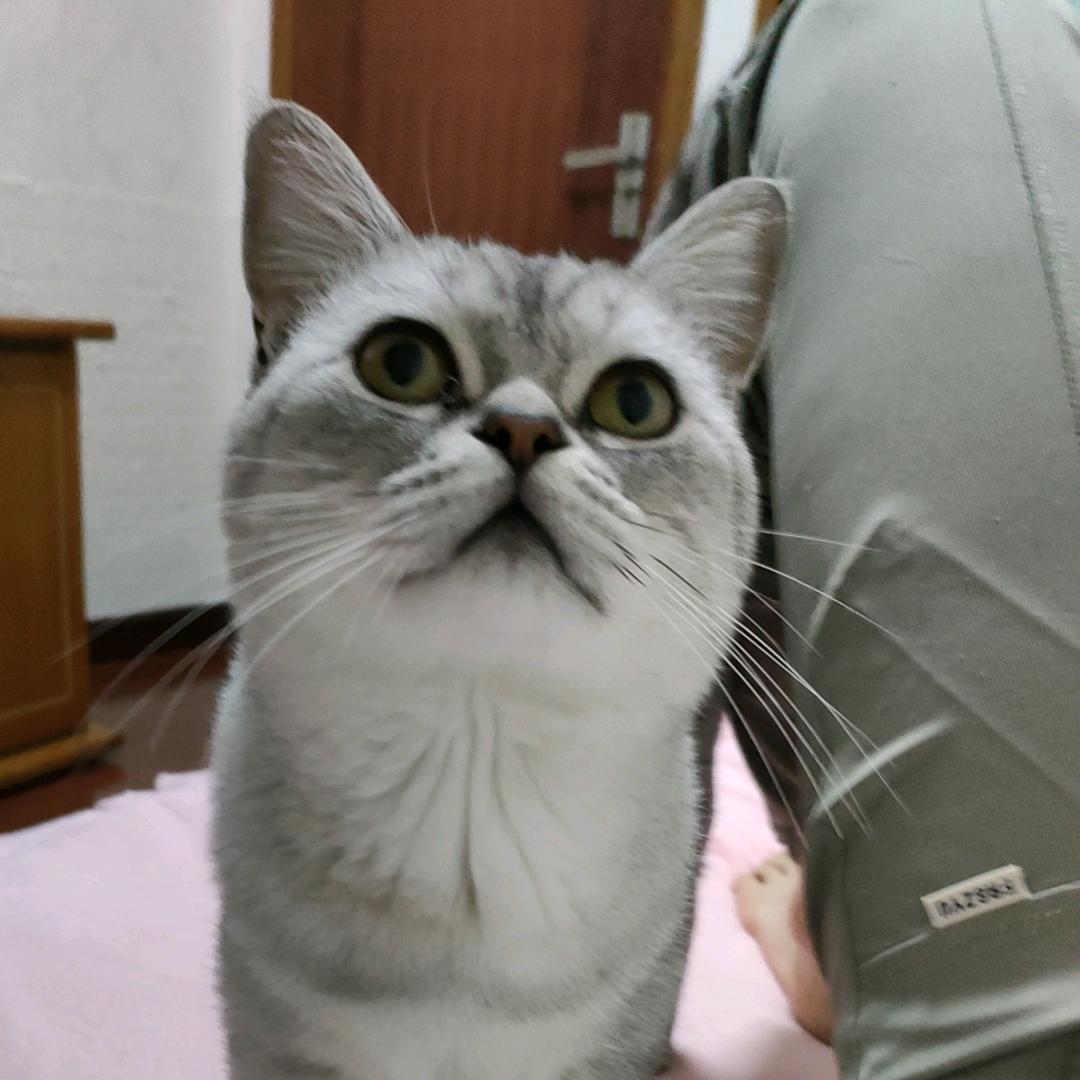 胖花花虎