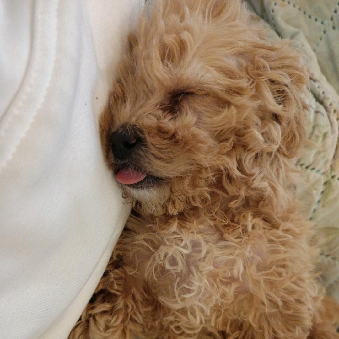 如意