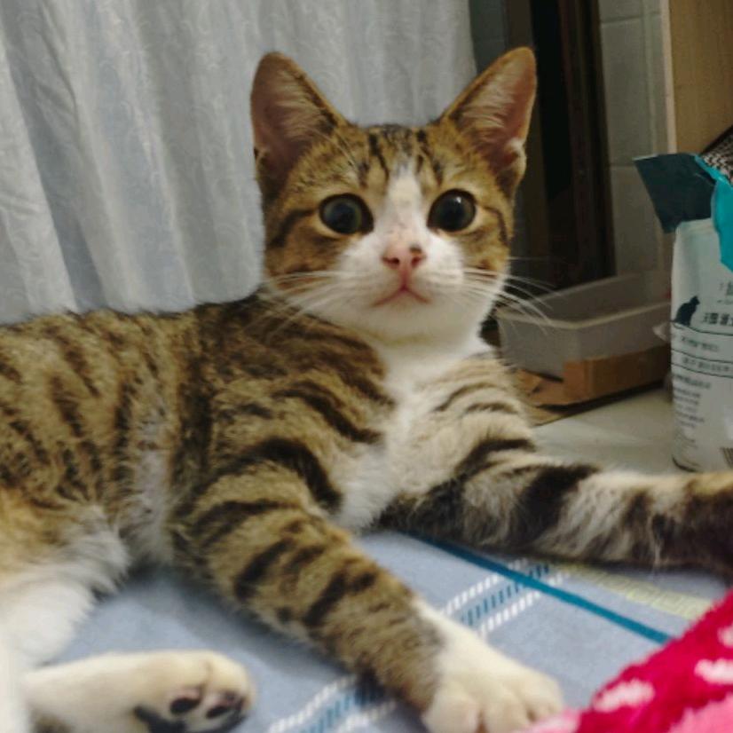 旺仔是只狸花猫