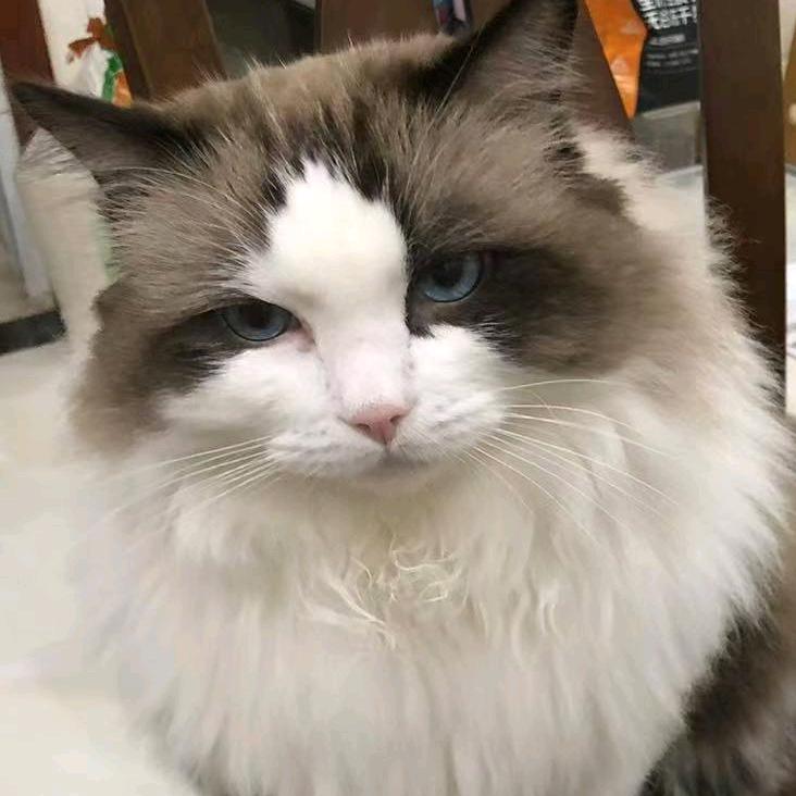 Youmi是一只🐱