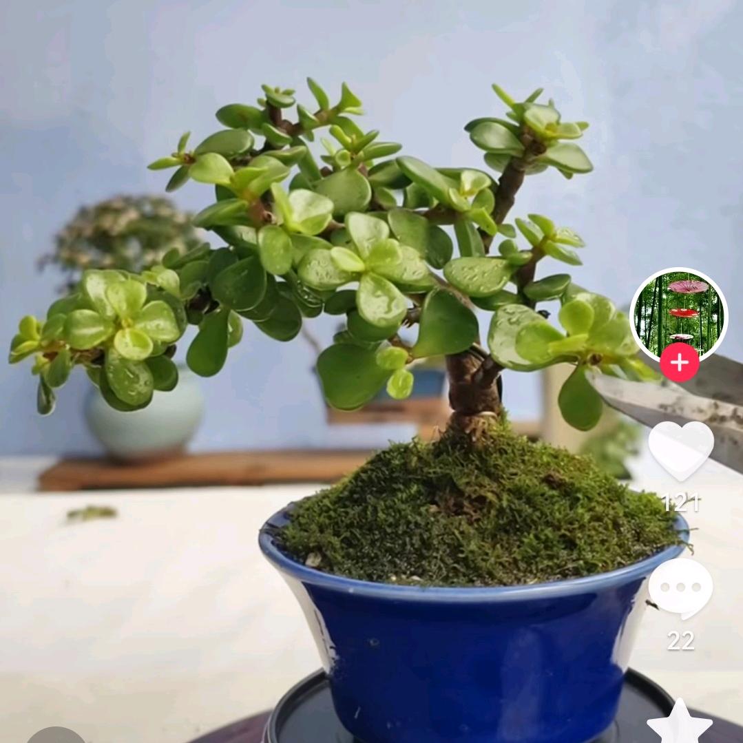 此情可待成追忆