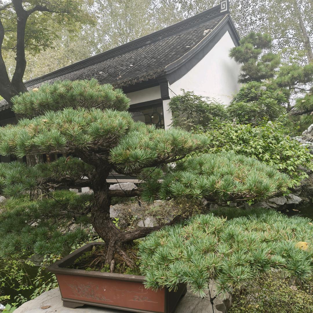 华华仔