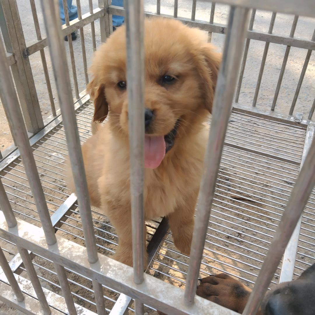 宠物繁殖基地，各种种公对外借配