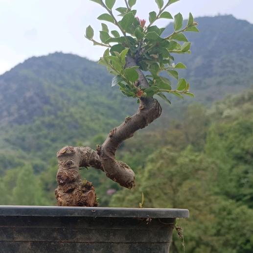 涵佳盆景花卉
