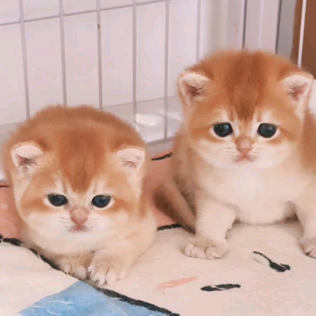 @金渐层的招财猫
