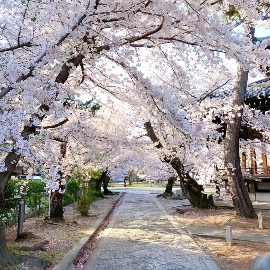 寄予花.