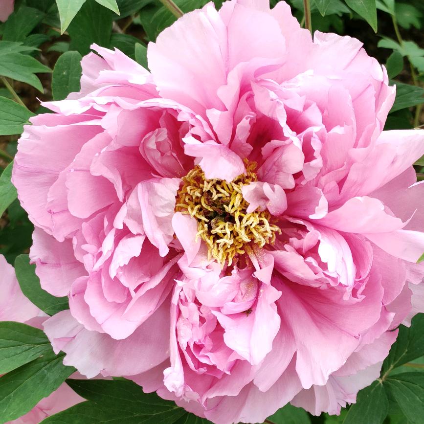 🌹时🌹来🌹运🌹转🌹