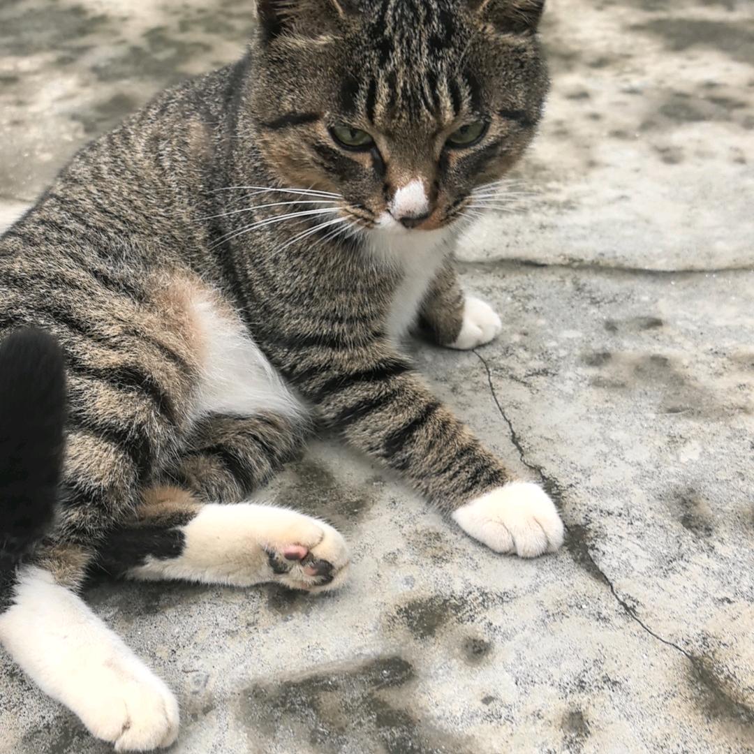 猫的铲屎官
