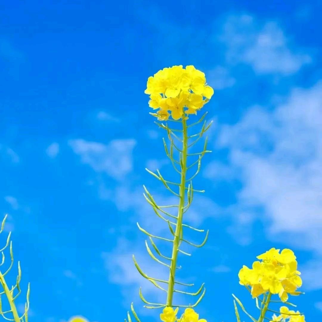 刘家小院烧烤