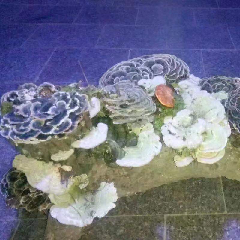 一笑一尘缘