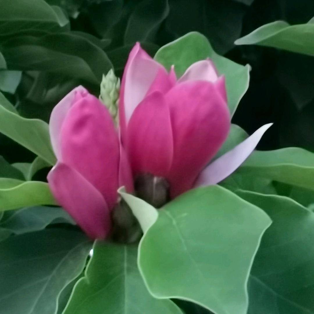 你是我的维一