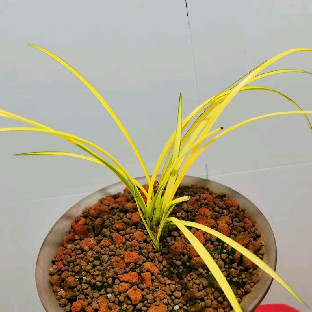 合肥高玖爱兰草