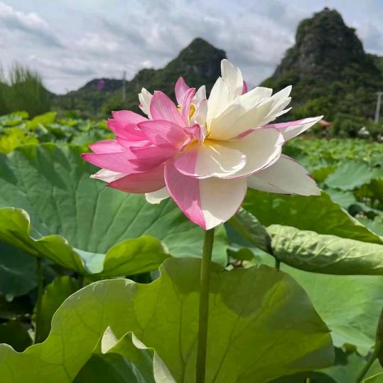 AAA专业套狗红姐