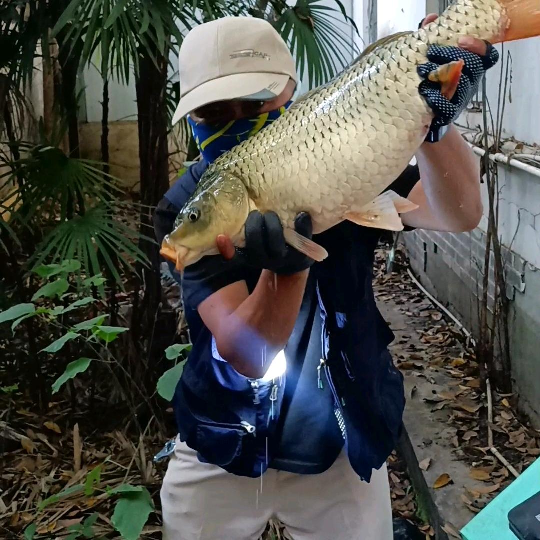 成都二手鱼（纪念版）