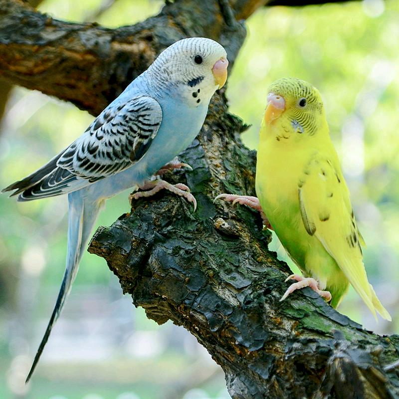 商丘正禾宠物生活创意屋