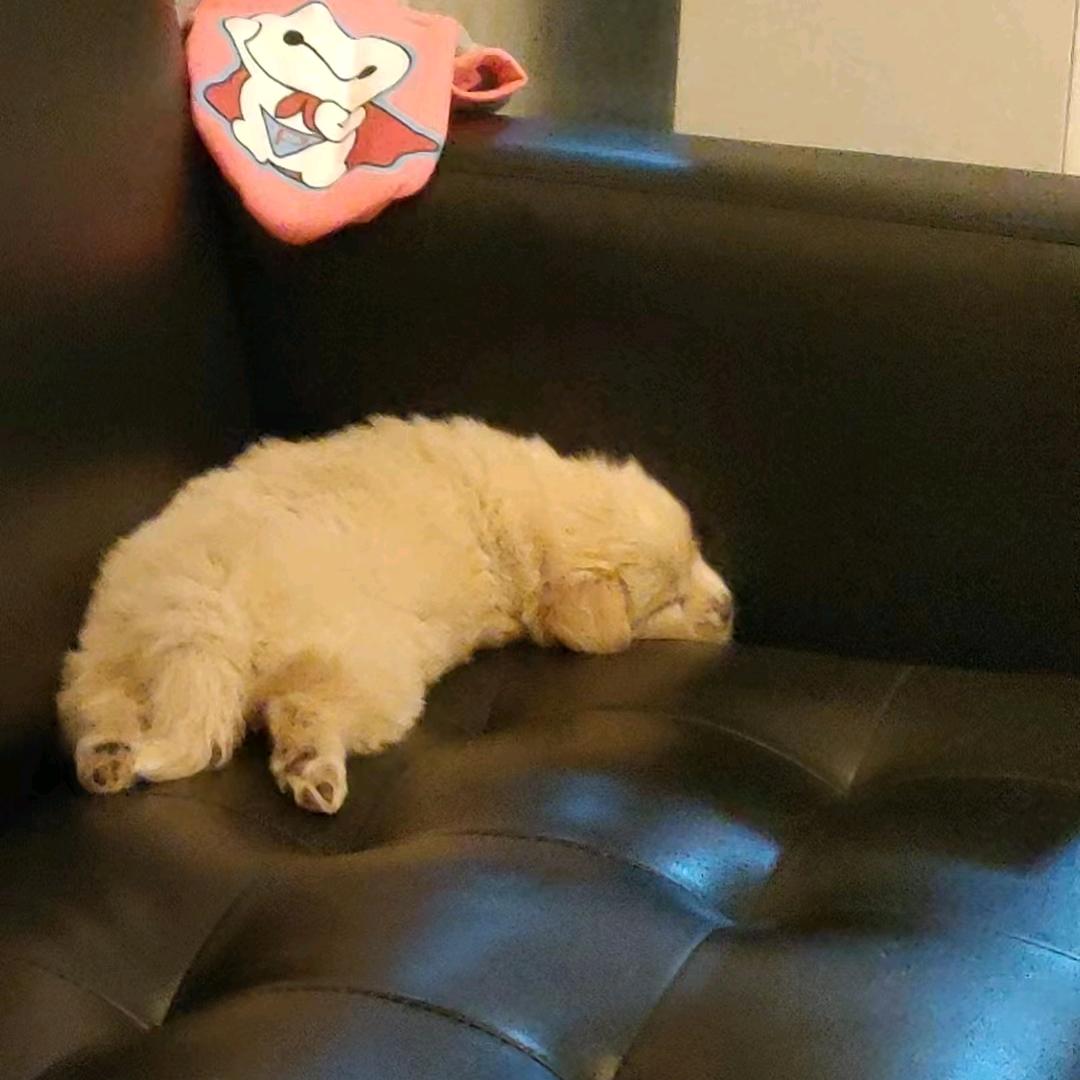 啊龙