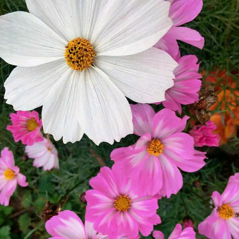 花仙子🌸