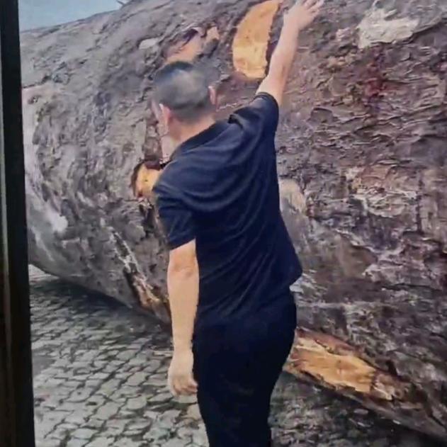 云南境内常年收购杂木枝丫柴.破碎树根