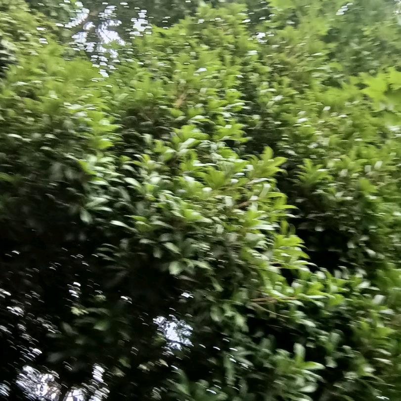 小忠