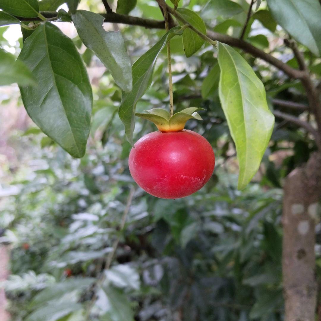 明园盆景园艺场