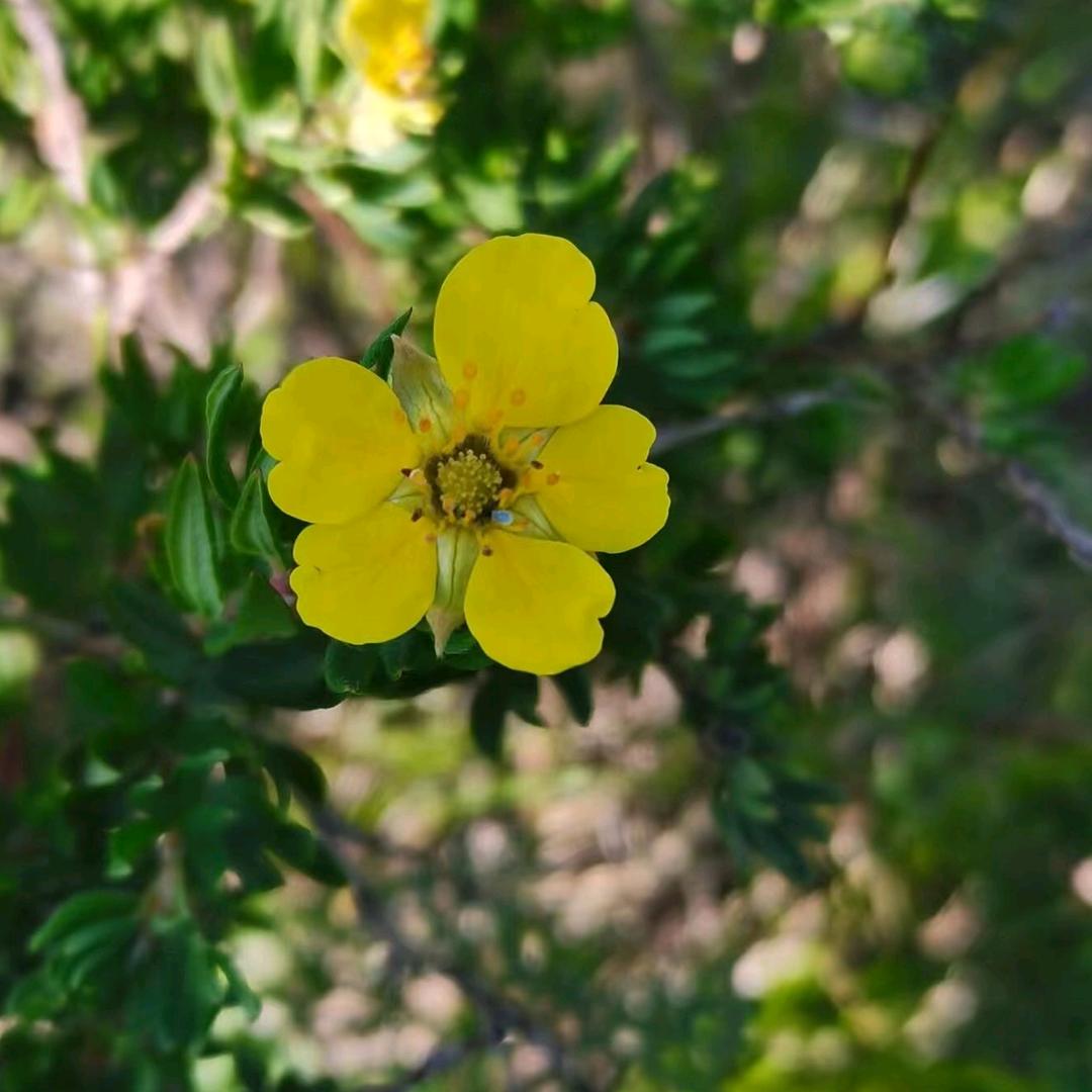 小花