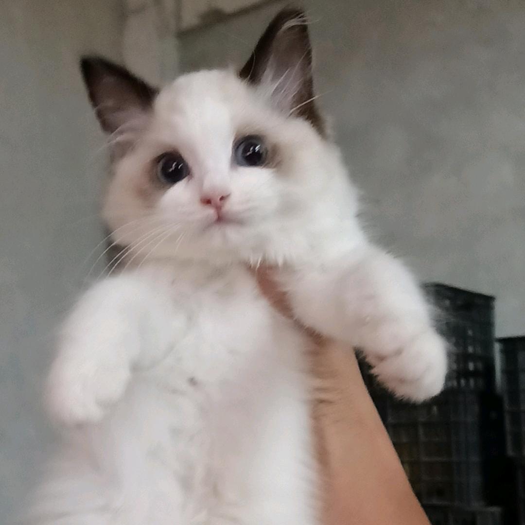 小猫小狗招新家