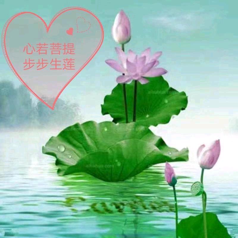 心若菩提步步生莲