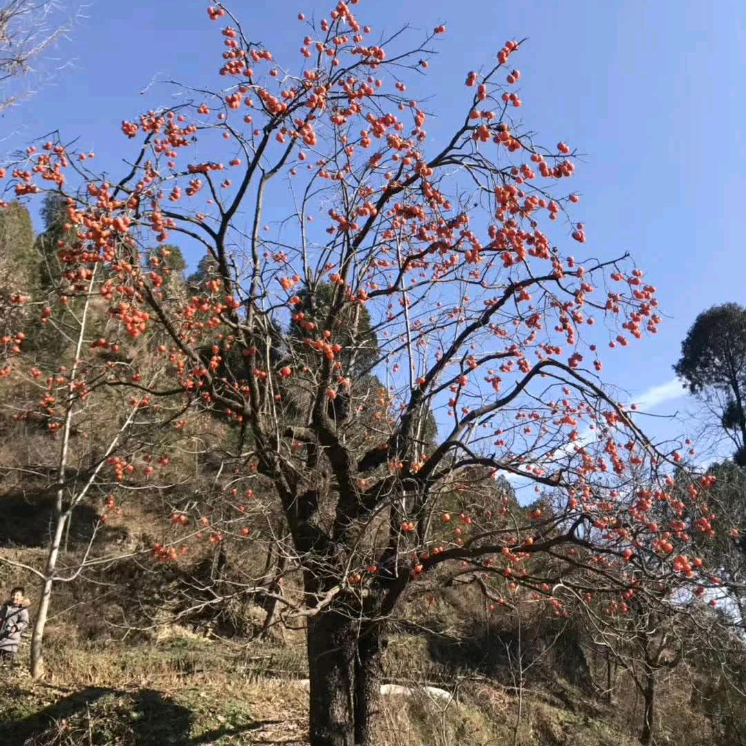 光头哥《爱唱歌》