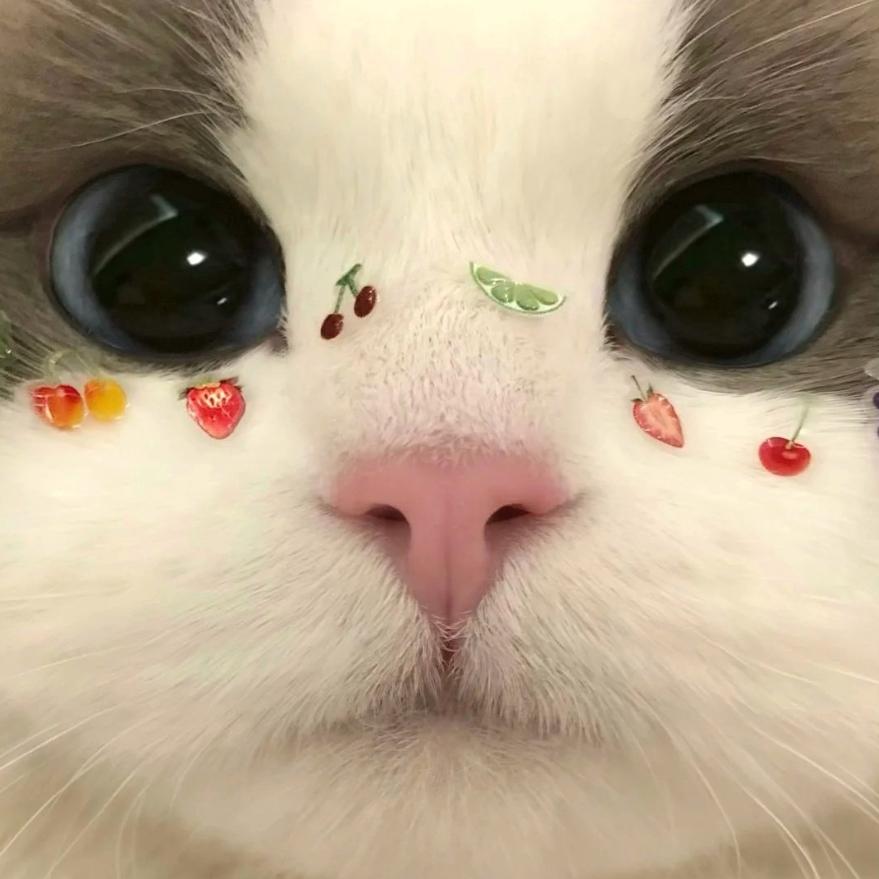 星星不闪