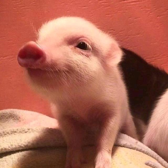 晟功