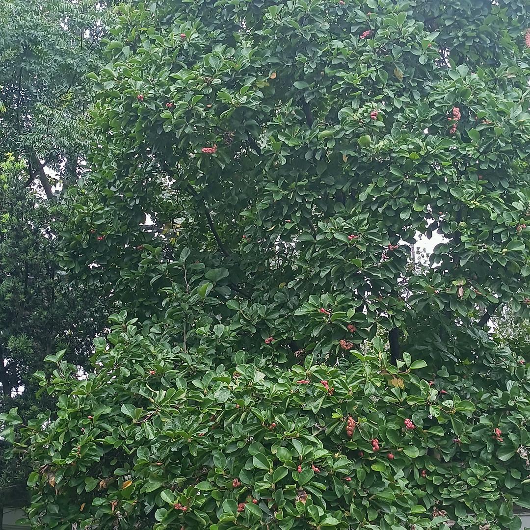 三毛爱绿茵