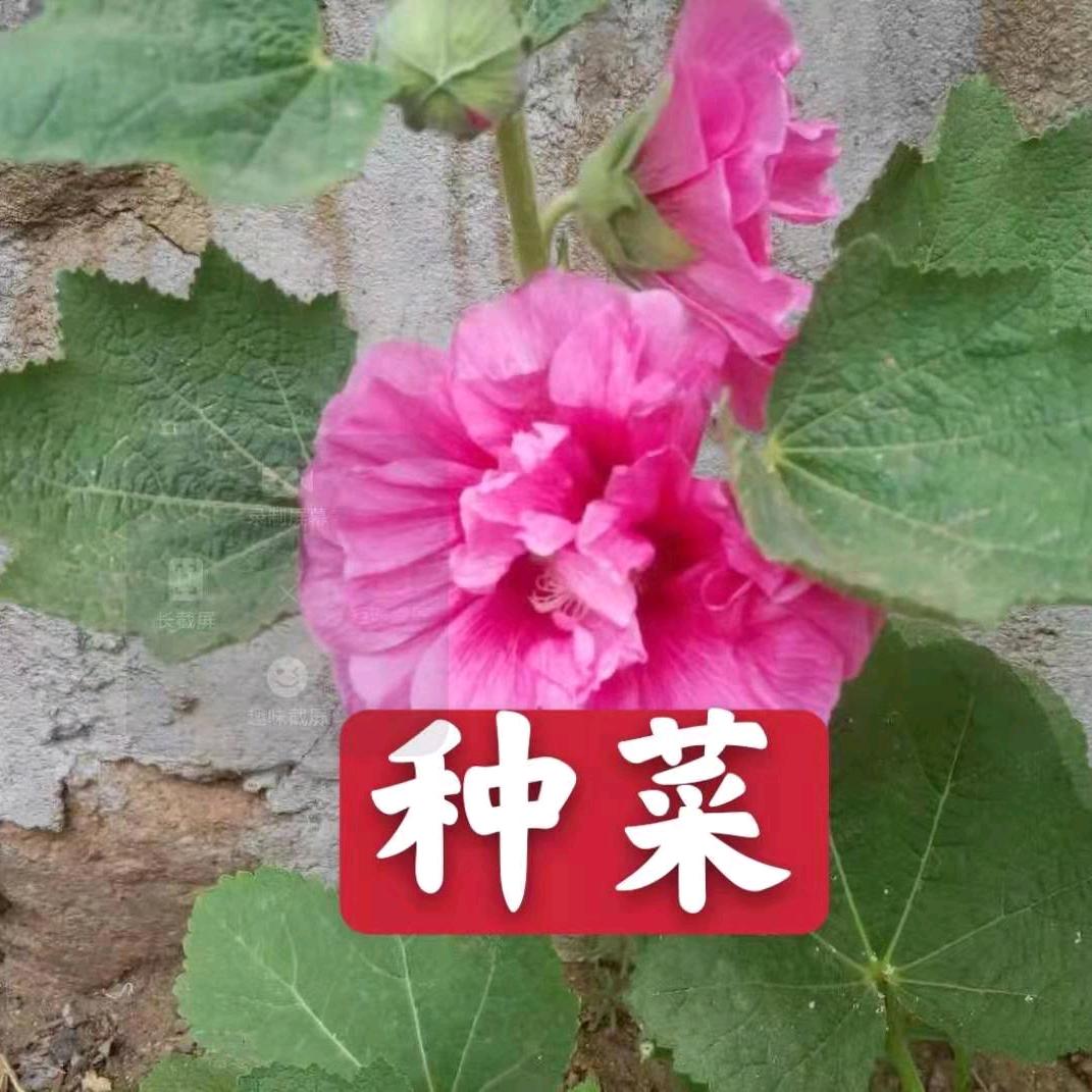 小可爱
