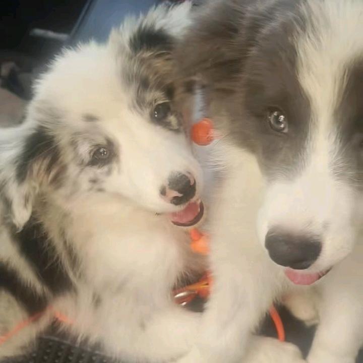 姐姐不会养狗🐶