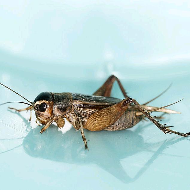 北京油葫芦（大董蚡房）