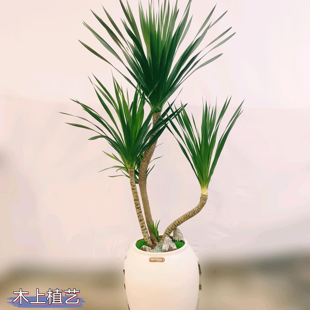 栽花的钣金师傅