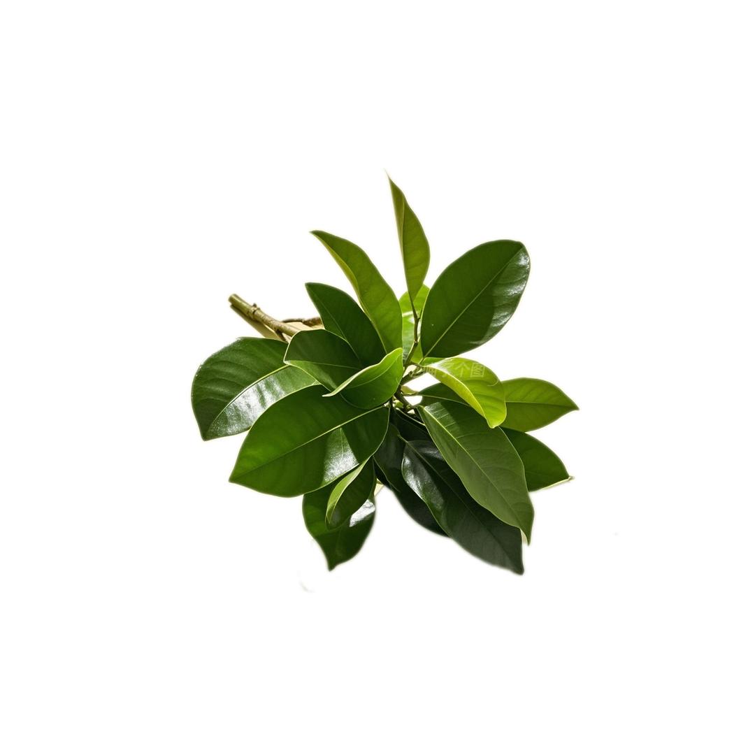 zhou