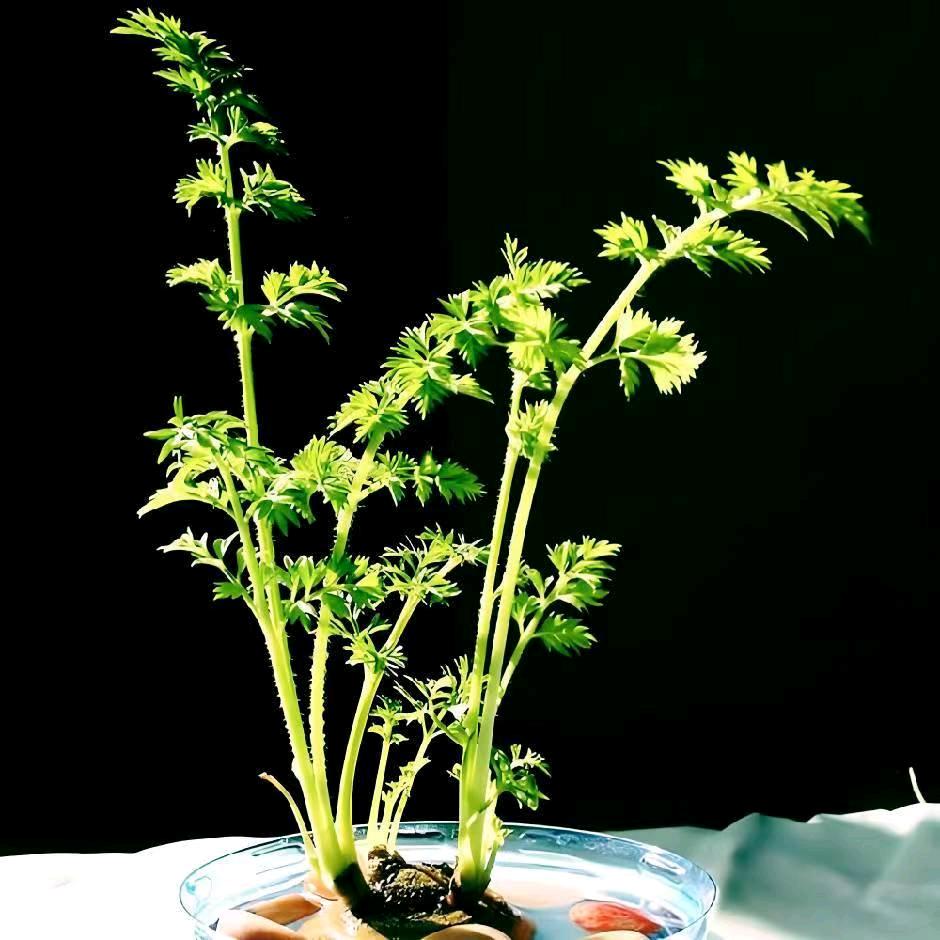 淡雅茉莉