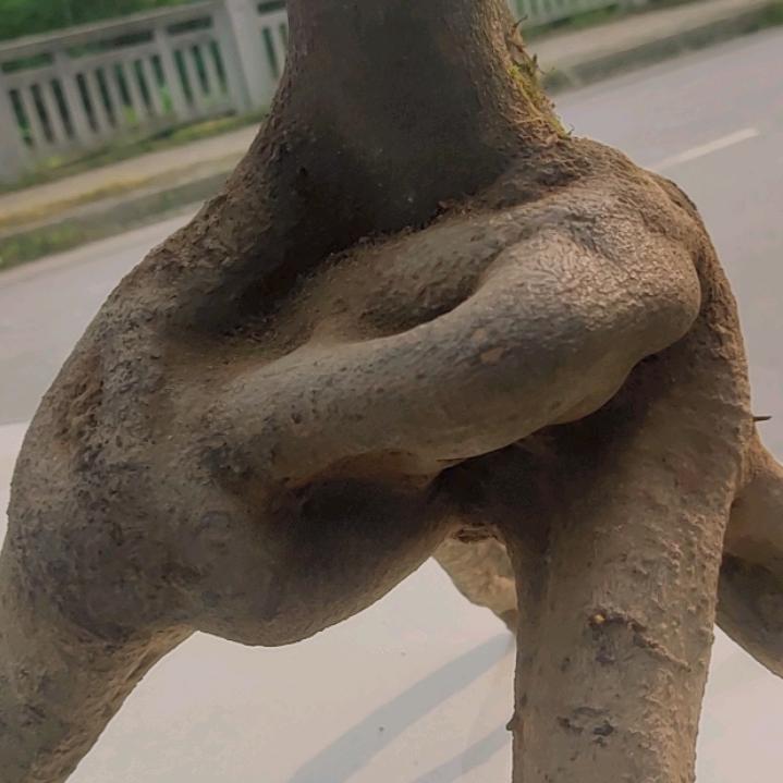 贵渝金弹子
