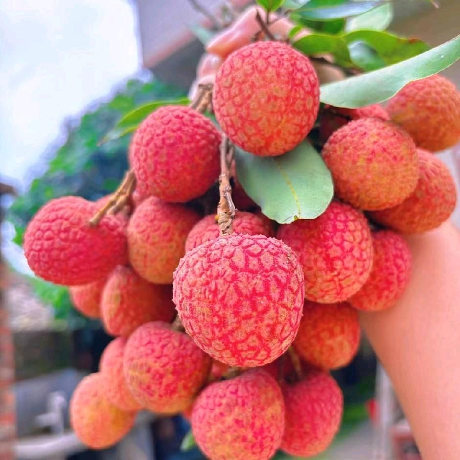 高州✨农村妹