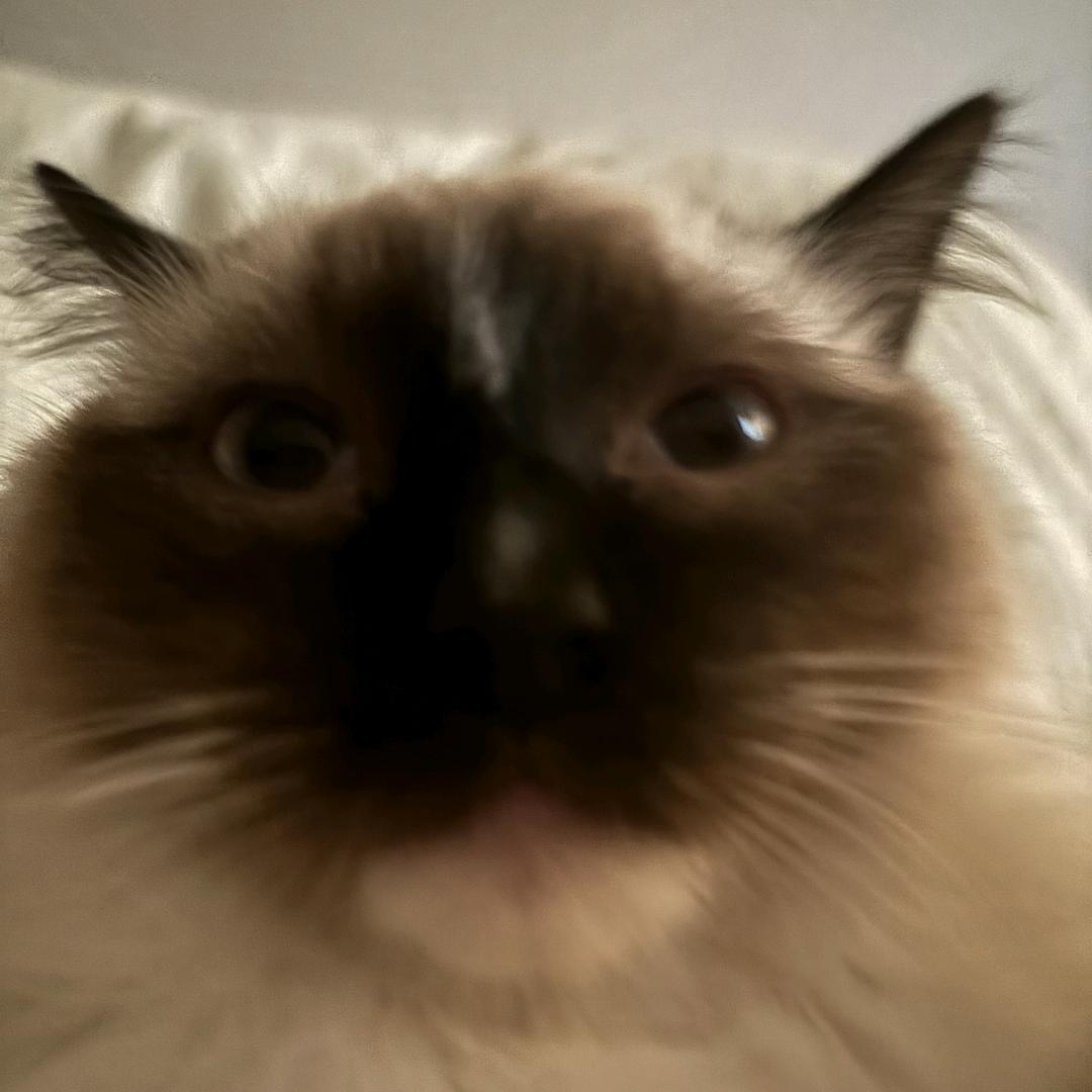 可爱小公主初二