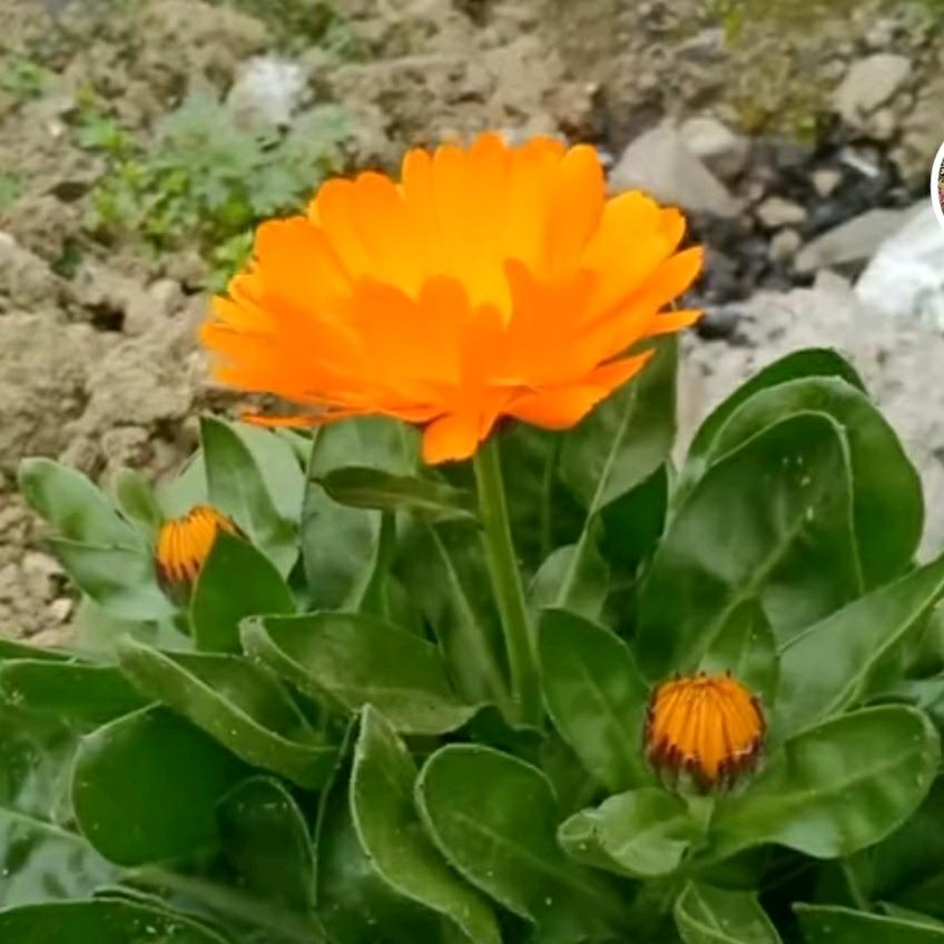 🌅狼🌸毒🌷花🌻