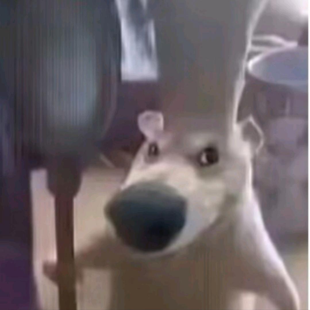 三角洲糖宝（励志要当鼠鼠王）