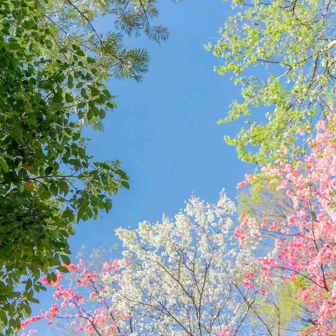 幸免🌸