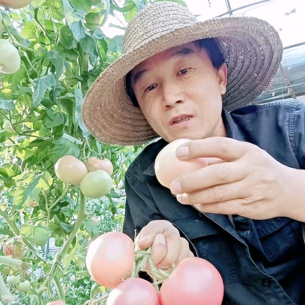 北京慧田蔬菜食用菊花