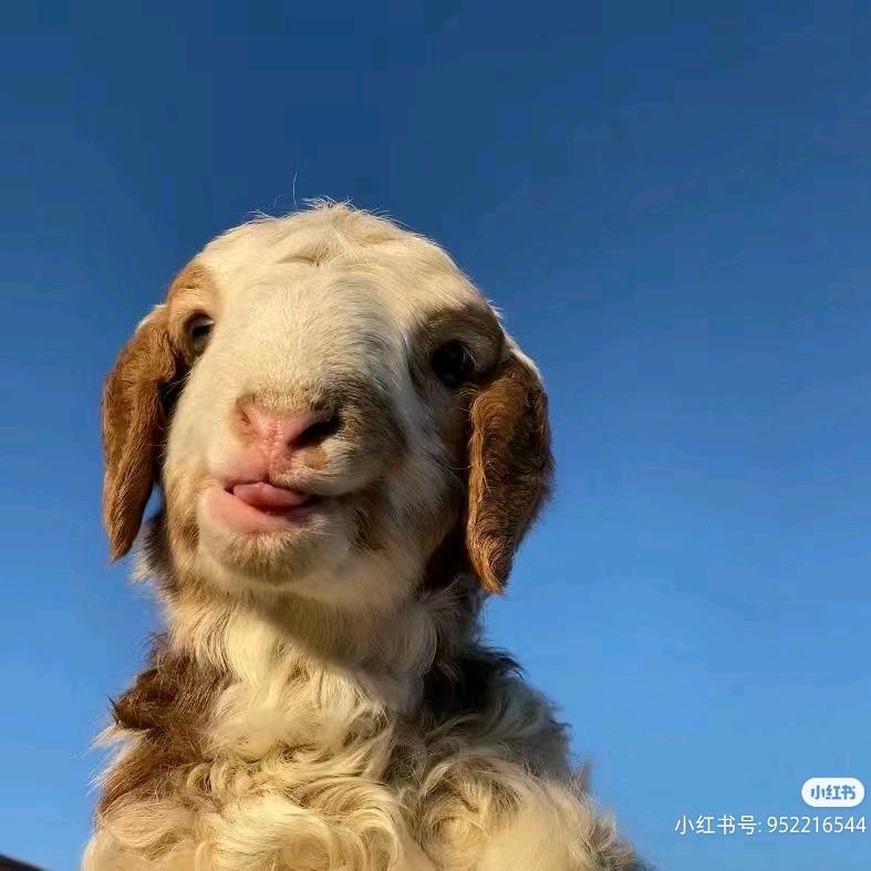内蒙在逃牛肉干