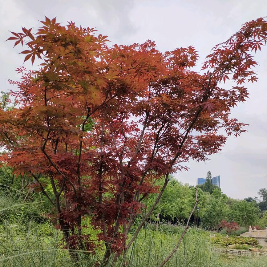 美好明天
